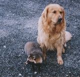 ６年前の画像。実家の犬とタヌキ。