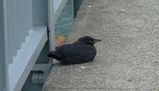2005年6月28日の朝。ブランビル橋の上。