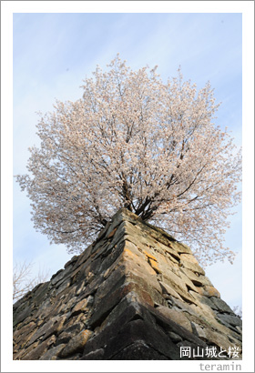 岡山城と桜2