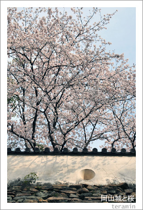 岡山城と桜3