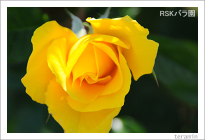 RSK�Х�ࡡ���ΥХ�ޤĤ�2