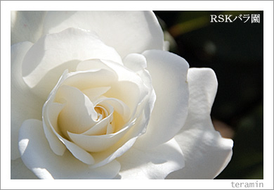 RSK�Х��4
