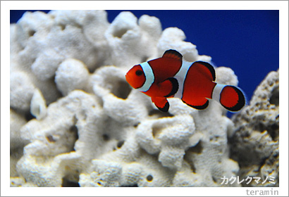 �����쥯�ޥΥ�1