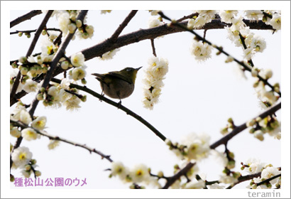 種松山公園のウメ2