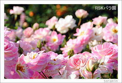 RSK�Х�ࡡ���ΥХ�ޤĤ�1