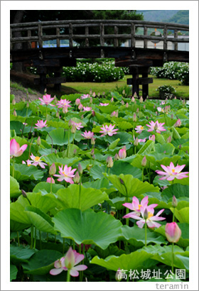高松城址公園の蓮 写真1