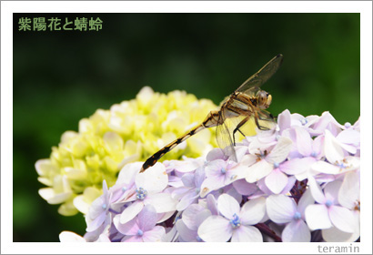 ajisai090621_2