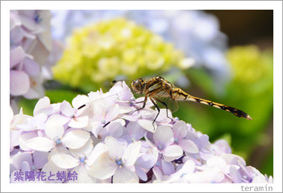 ajisai090621_3