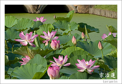 高松城址公園の宗治蓮2