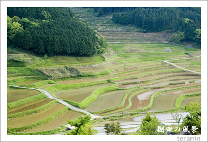 棚田の風景