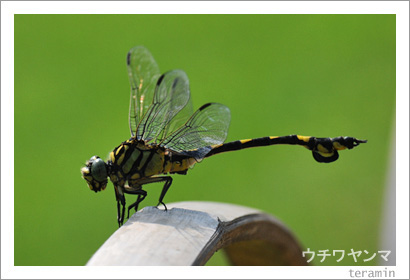 ウチワヤンマ