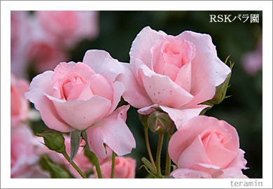 RSK�Х��5