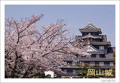 岡山城と桜