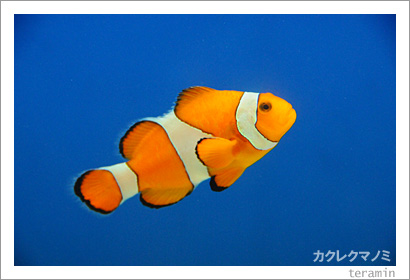 �����쥯�ޥΥ�2