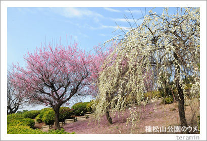種松山公園のウメ1