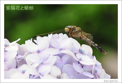 ajisai090621_1
