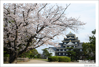 岡山城と桜1