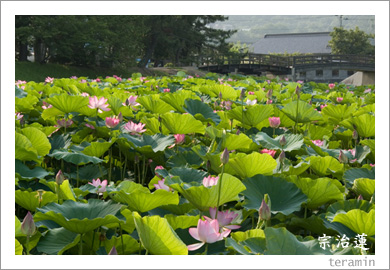 高松城址公園の宗治蓮1
