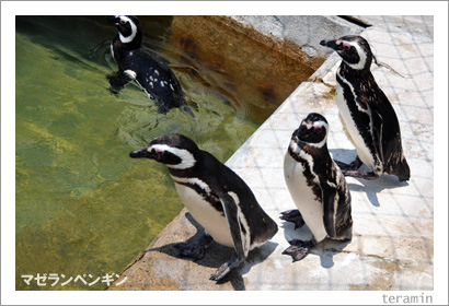 �ޥ����ڥ󥮥�1