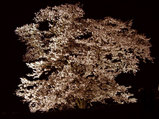 夜桜