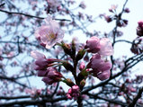 桜一分咲き