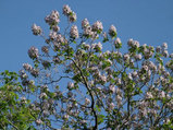 桐の花