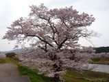 桜満開