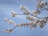 桜満開