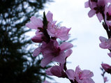 桃の花