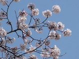 桜満開