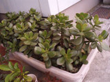 green1