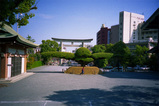 �礭����