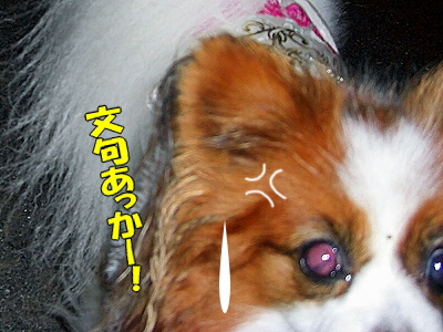 Åß»ê¤Î˺ǯ²ñ¦