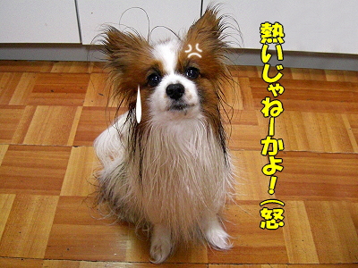 ¥µ¥¶¥Ó¡¼¤ÎÉʳʥ