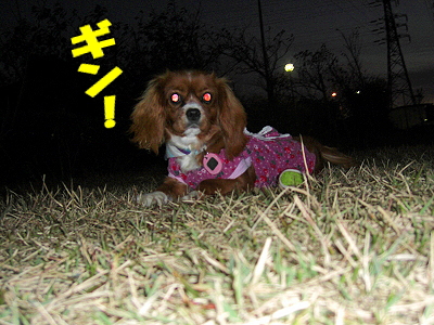 ²ø¤·¤¤±Æ¡¦¡¦¡¦¡¦¡ÊÁ°Êԡ˧