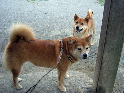 ÂæÉ÷9¹æ¾åΦľÁ°¡ª¨