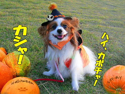 ���ܥ����粦��