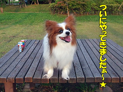¤ä¤Ã¤Æ¤¤Þ¤·¤¿¡ú¢