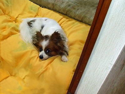 Î䢸˦