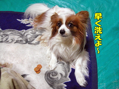¥µ¥¶¥Ó¡¼¤ÎÉʳʡ