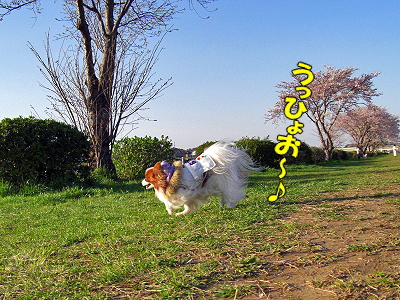 ̤³ÎǧÈô¹ÔʪÂΡ¦¡¦¡¦¡©¡