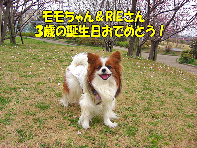 ºù¤ÎÌڤβ¼¤Ç¨