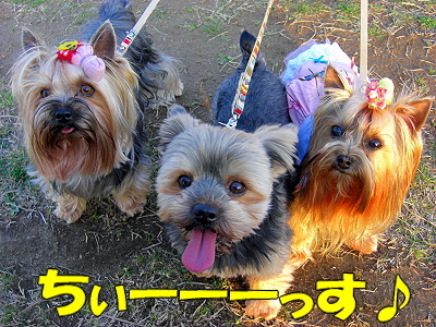 GOLDEN SAZABY¤