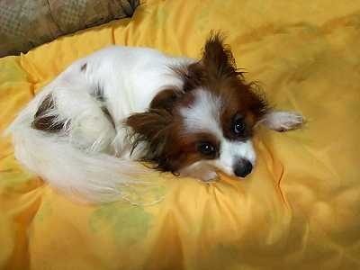 Î䢸ˤ
