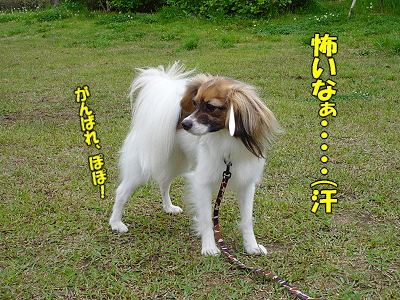 ¥ï¥ó¥³¤ÎÆü¡ÊÃæÊԡˤ