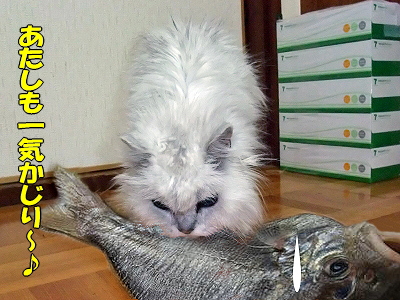 �쵤������