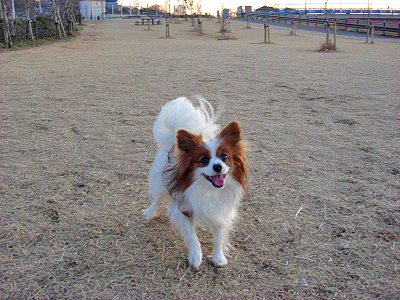 I AM LEGEND����������