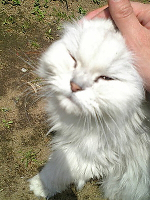 �ʤ�õ���Ȥ�ͤ�