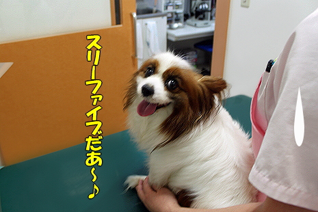 ¸¡ºº¤Î·ë²Ì¥