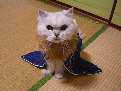 ÅߤΥ³¥¹¥×¥ì¥